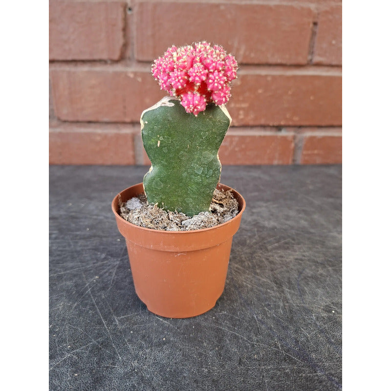 Cactus Injertado Pequeño Fucsia