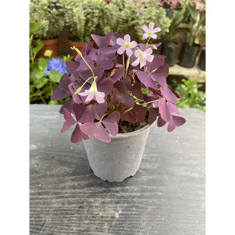 Oxalis Triangularis Trébol Morado