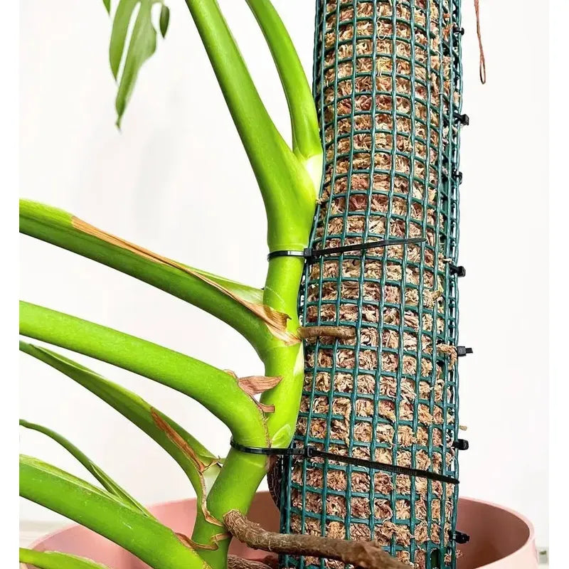 Tutor Musgo Sphagnum 70cm Con Estaca