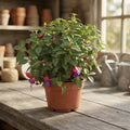 Fucsia / Chilco / Bailarina Planta Colgante
