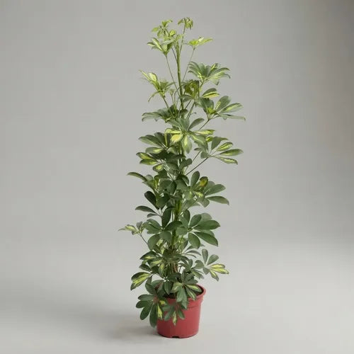 Cheflera Variegada 100 cm | Planta de Interior