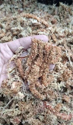 Musgo Sphagnum 20 Litros