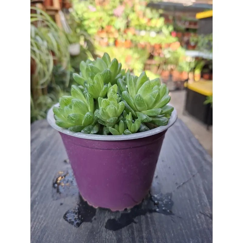Haworthia Grande Suculenta De Coleccion Agua