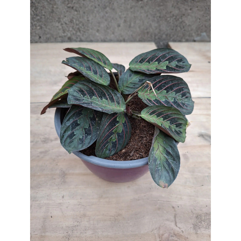Maranta Leuconeura/no Envío A Regiones
