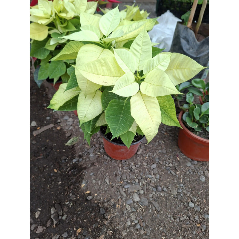 Corona Del Inca/ Flor De Navidad Amarillo