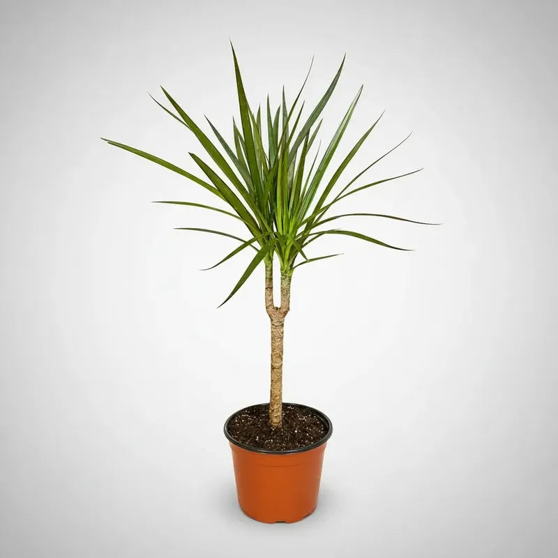 Dracena Marginata Palmera Interior Pequeña