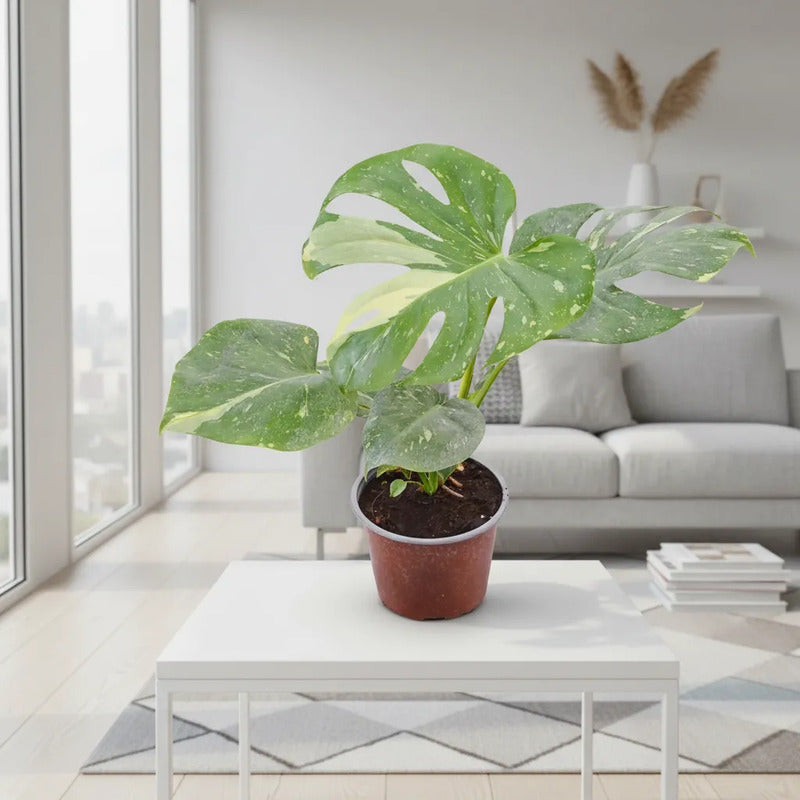 Monstera Thai Constelation  Planta Exotica Variegada