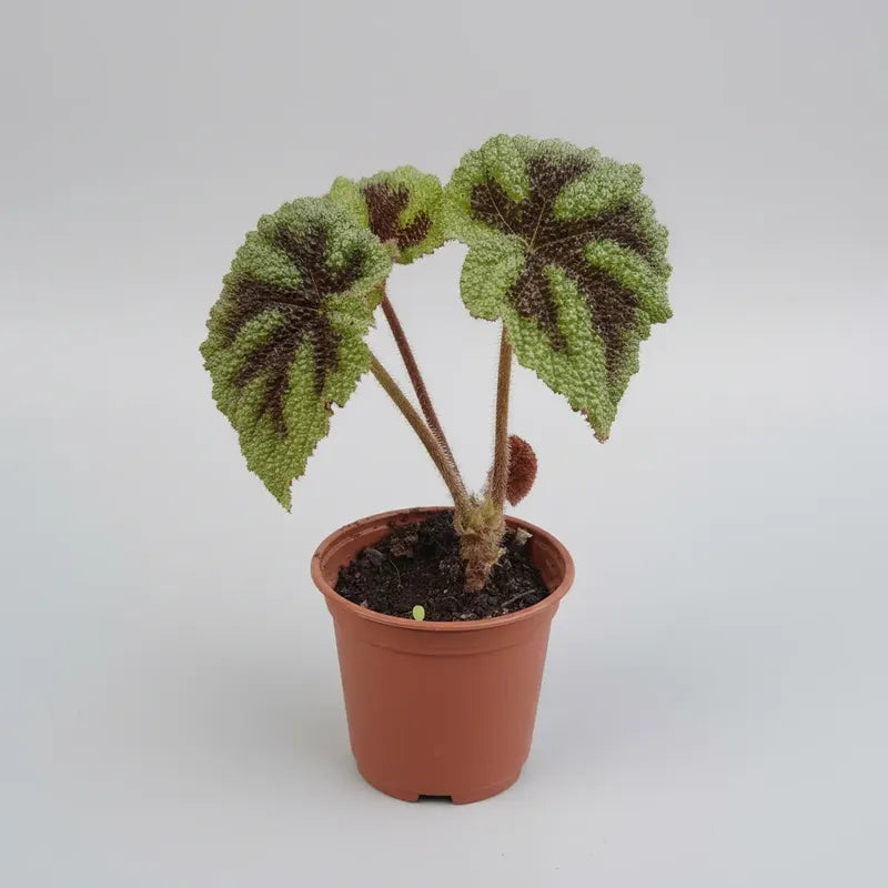 Begonia Cruz De Hierro/ Begonia Masoniana