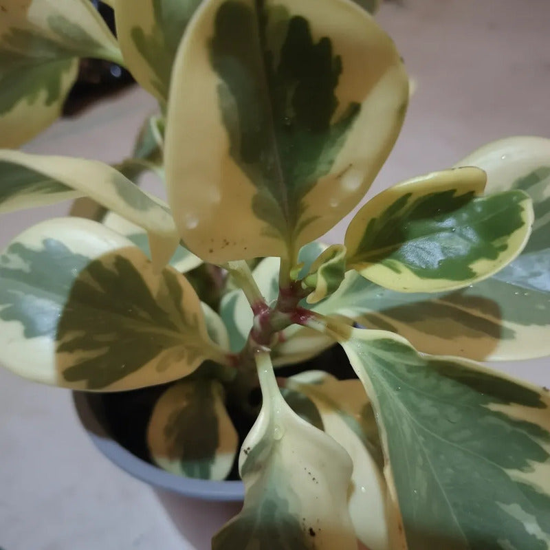 Peperomia Variegada Planta Interior Ornamental