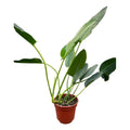 Philodendro Longifolio Planta De Interior