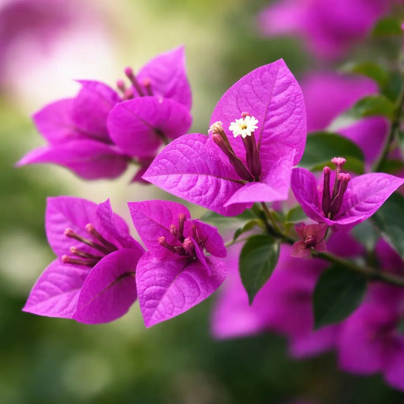Bugambilia Pequeña Planta Trepadora Violeta
