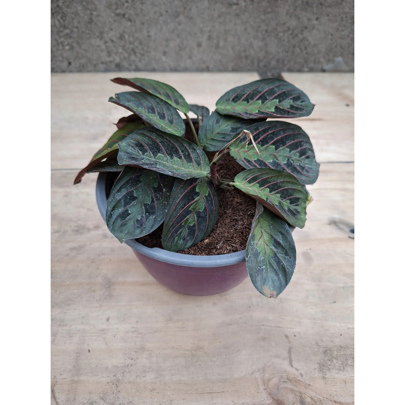 Maranta Leuconeura/no Envío A Regiones
