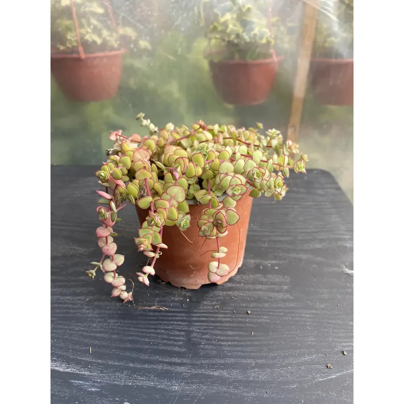 Crasula Pellucida Suculenta