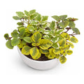 Trío De Dólar Planta Colgante Ornamental