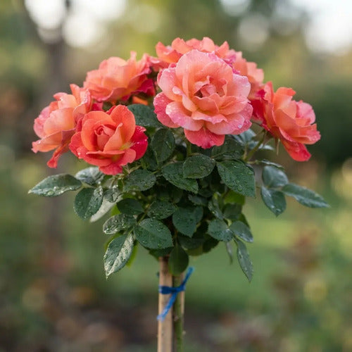 Rosa / Rosal Pie Alto Planta Ornamental