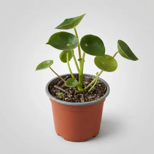Cucharita Peperomia Pequeña Planta Interior Decorativa