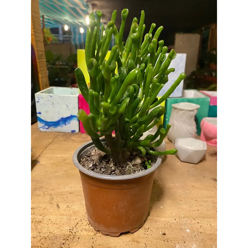 Suculenta Crassula Ovata Gollum - Orejas De Shrek 10 Cm