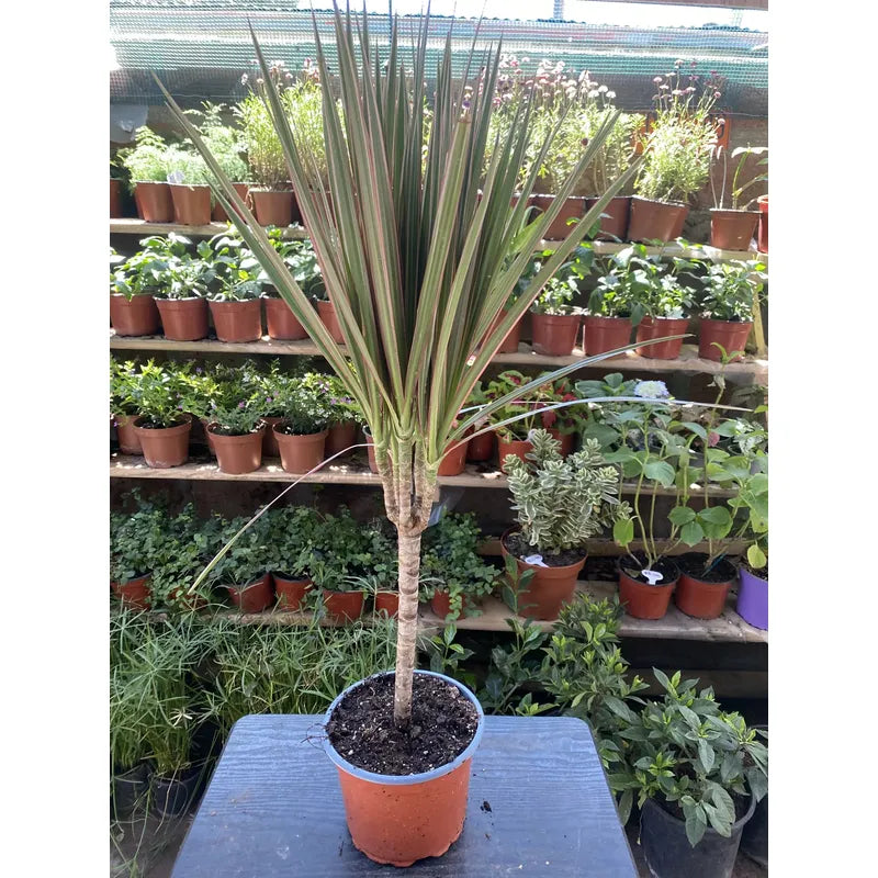 Palmera Interior Dracena Marginata 60cm Verde