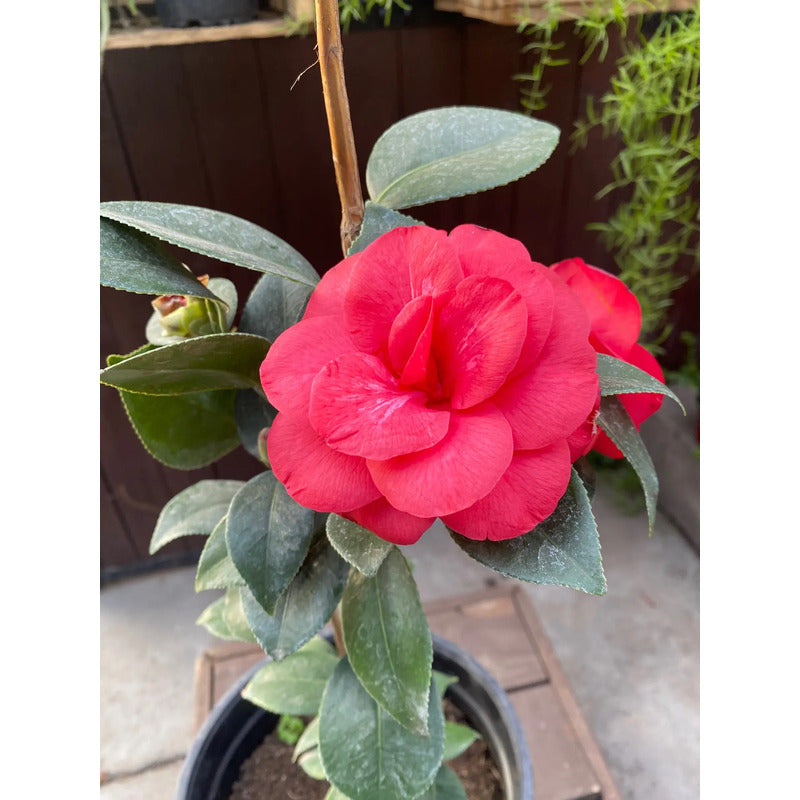 Camelia Grande Planta De Floracion Invernal
