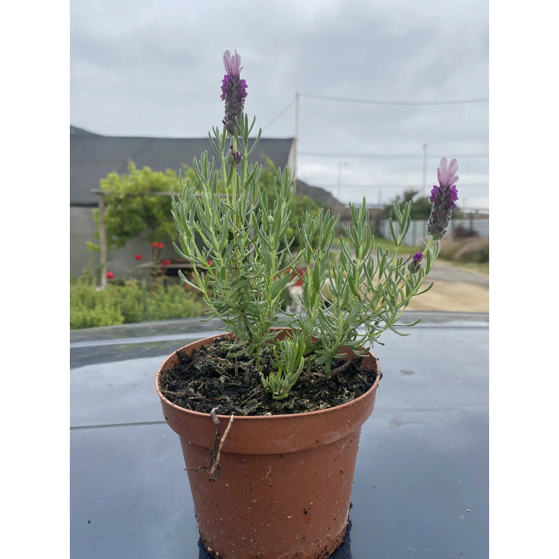 Lavanda Stoechas Pequeña