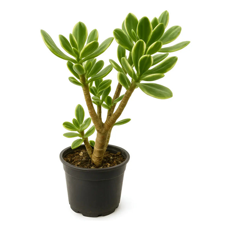 Árbol De Jade Variegado Pequeño Árbol De La Abundancia