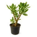 Árbol De Jade Variegado Pequeño Árbol De La Abundancia