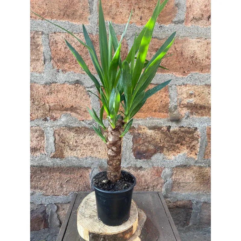 Palmera Interior Yuca Simple