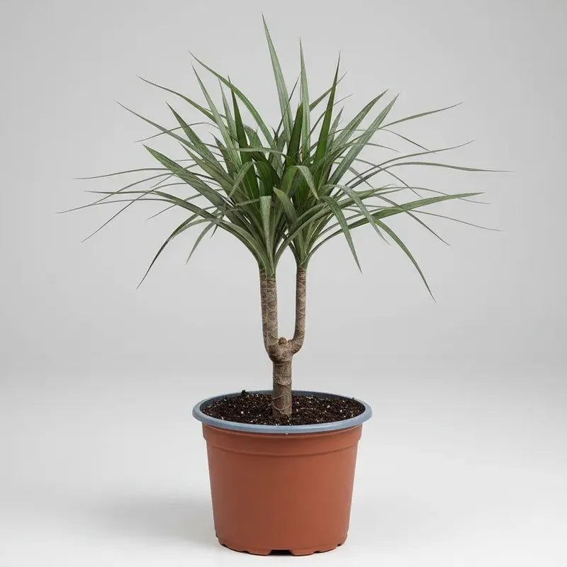 Dracena Marginata Palmera Interior Pequeña
