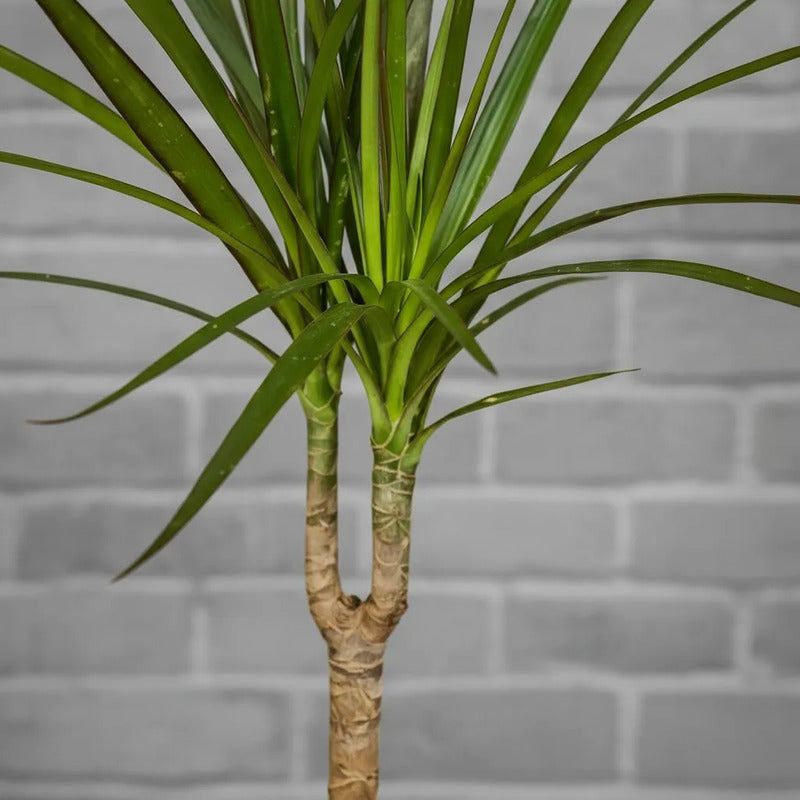 Dracena Marginata Palmera Interior Pequeña