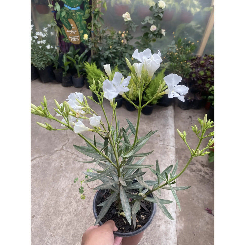 Laurel De Flor 70cm Planta Exterior Diferentes Colores