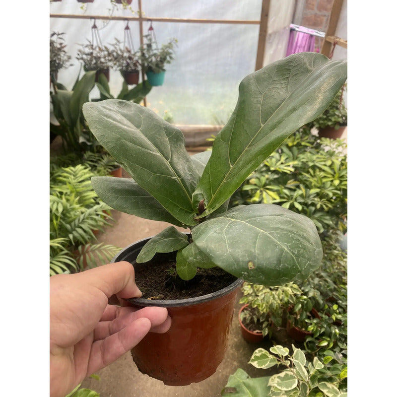 Ficus Lyrata Pequeño/ Gomero Pera Planta De Interior