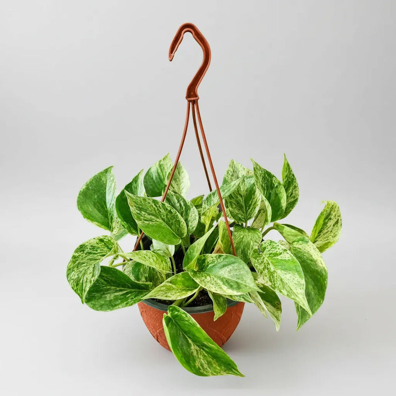 Scindapsus Potus Marble Queen Planta Colgante