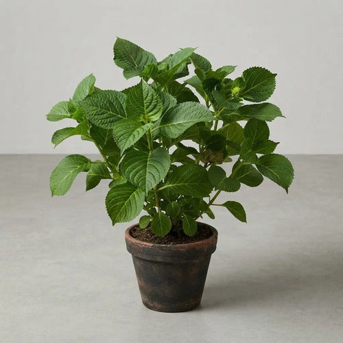 Hortensia Arbusto Ornamental
