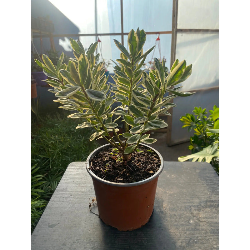 Verónica Variegada 30 cm — Arbusto Ornamental Exterior