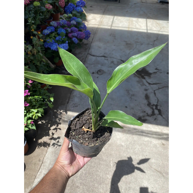 Flor Del Pájaro Ave Del Paraíso / Strelitzia Reginae 30cm