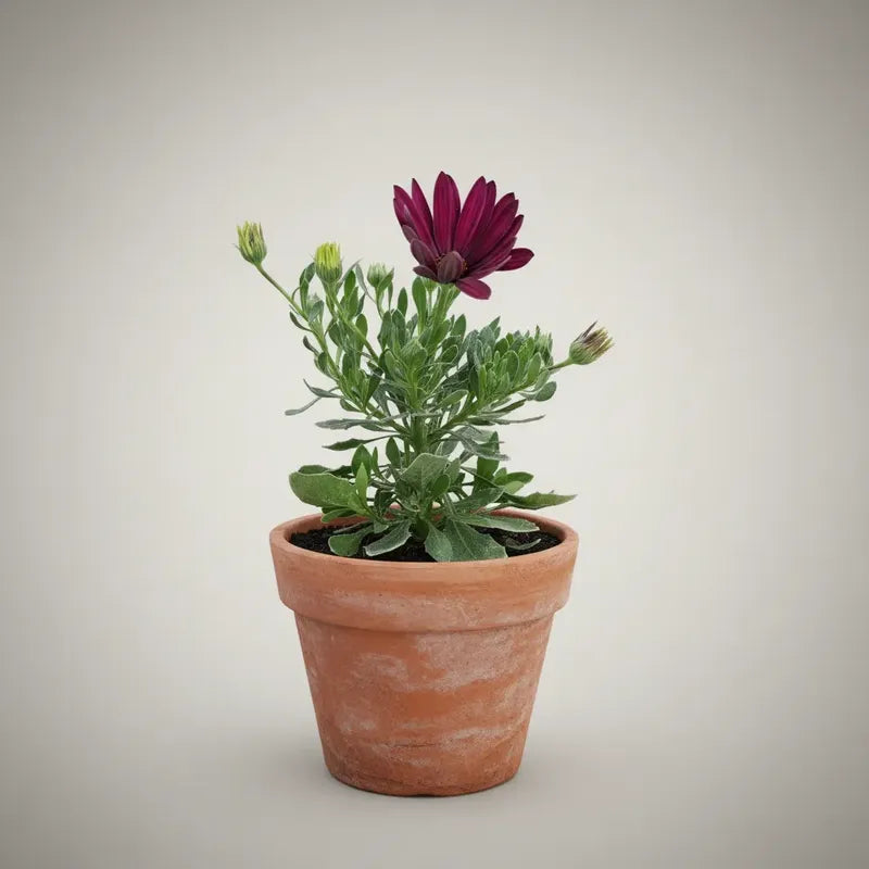 Dimorfoteca Osteospermum Planta Ornamental