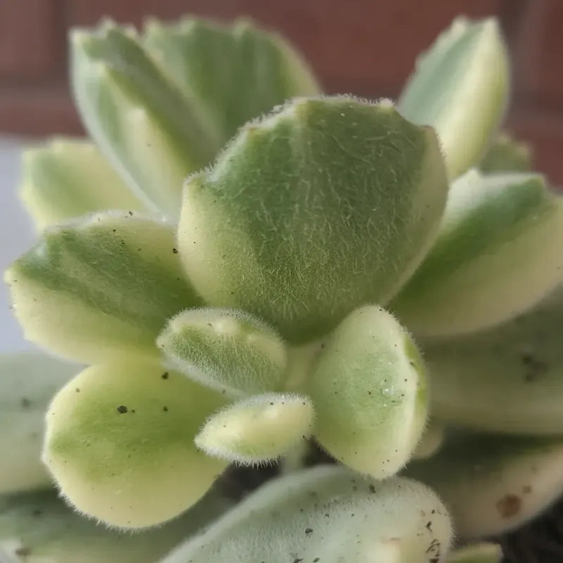 Garrita De Oso Variegada Suculenta Pequeña