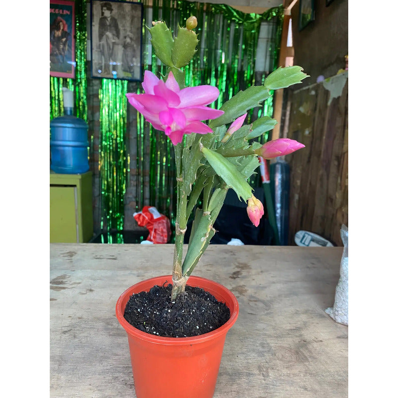 Cactus De Navidad/ Patita De Jaiba/no Envío A Regiones