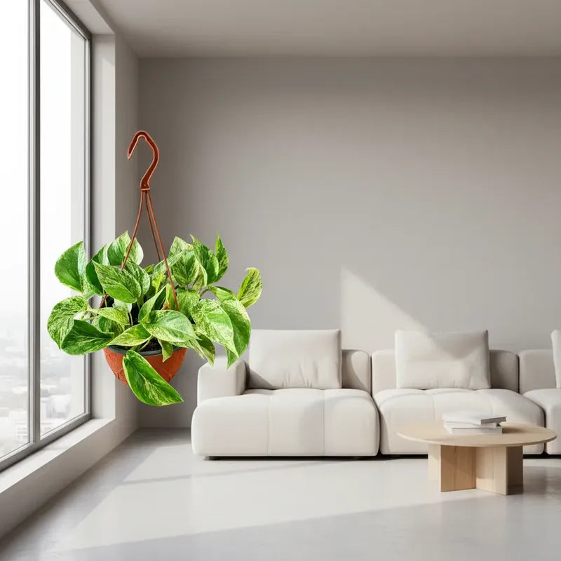 Scindapsus Potus Marble Queen Planta Colgante