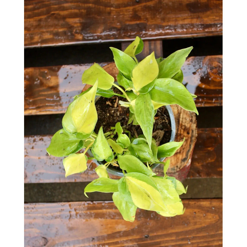 Philodendro Cordatum Brasil Variegado