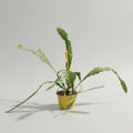 Epiphyllum Suculenta Colgante/cactus Orquidea
