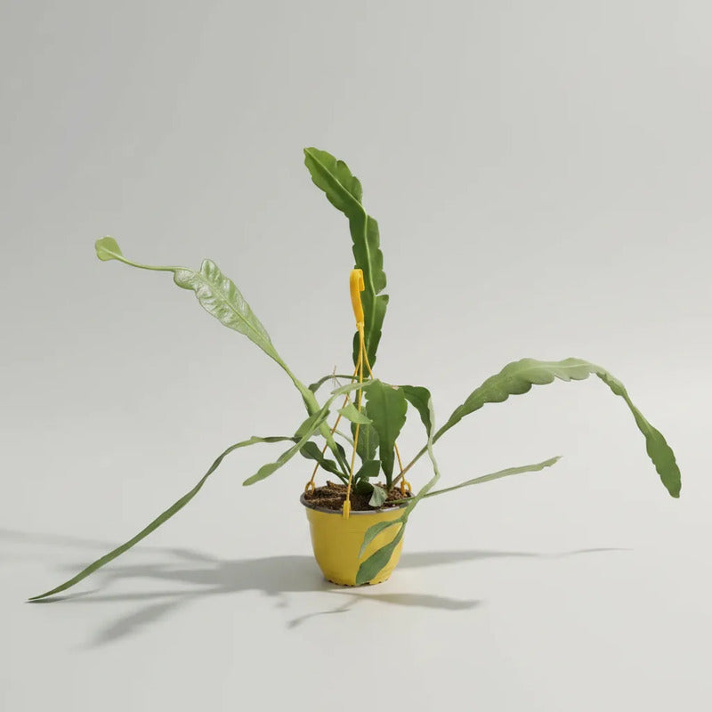 Epiphyllum Suculenta Colgante/cactus Orquidea