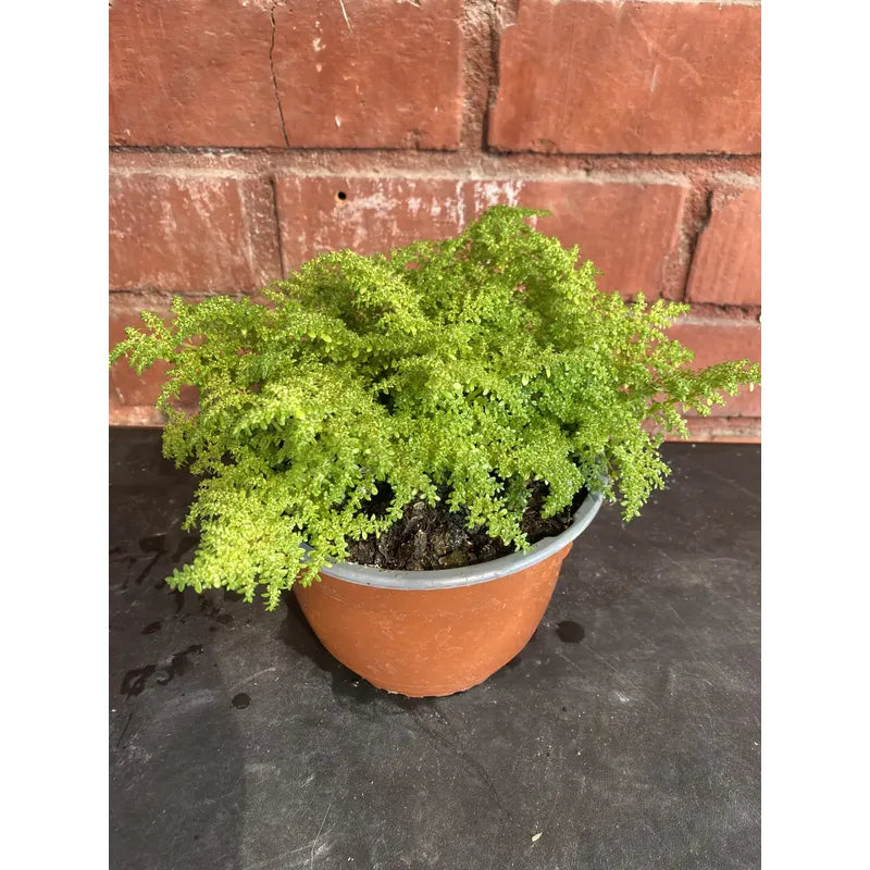 Helecho Arroz Planta Ornamental