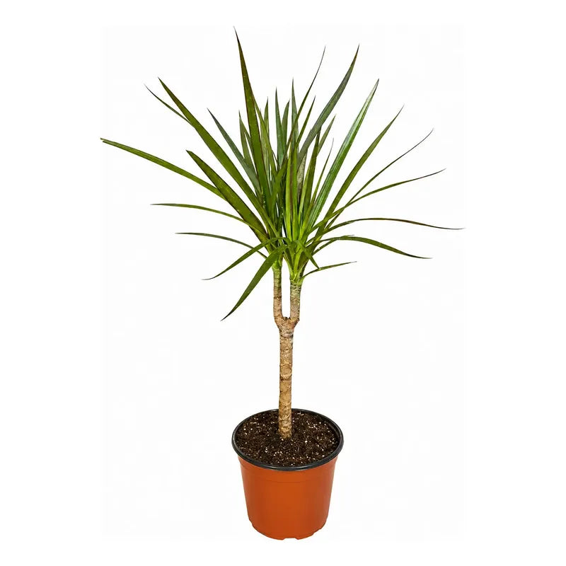 Dracena Marginata Palmera Interior Pequeña