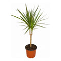 Dracena Marginata Palmera Interior Pequeña
