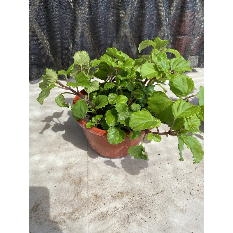 Dolar Verde Planta Colgante Blanco
