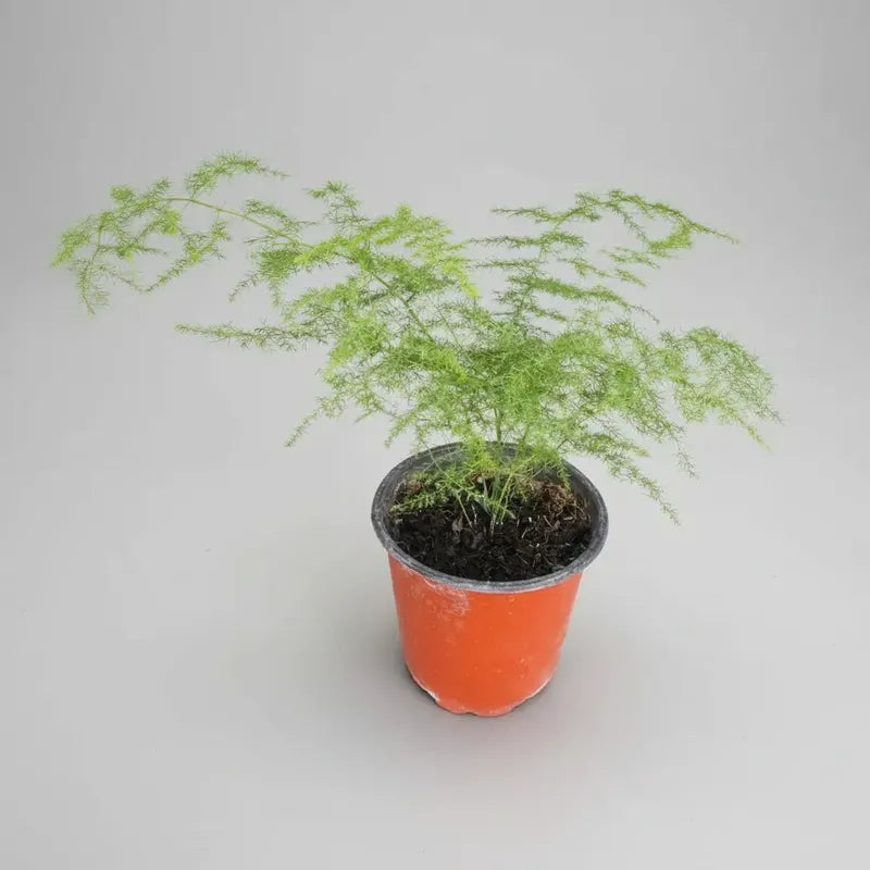 Helecho Plumoso Pequeño/ Planta Trepadora