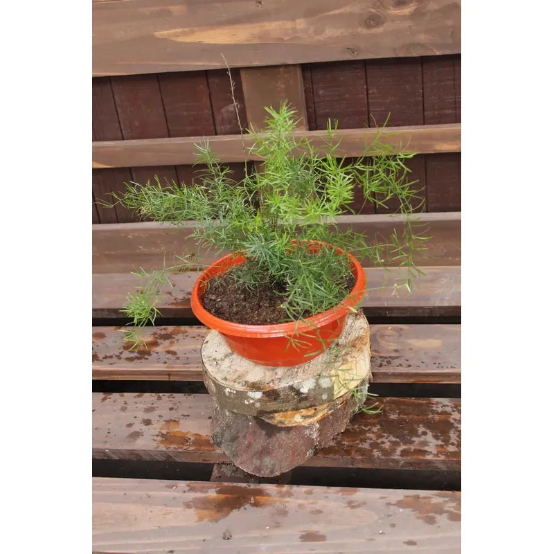 Helecho Esparrago Planta Colgante