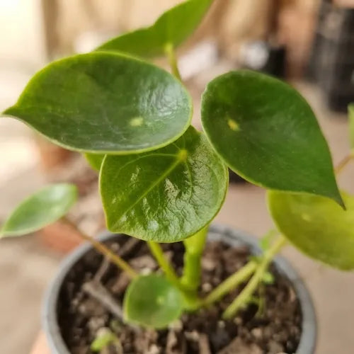 Cucharita Peperomia Pequeña Planta Interior Decorativa