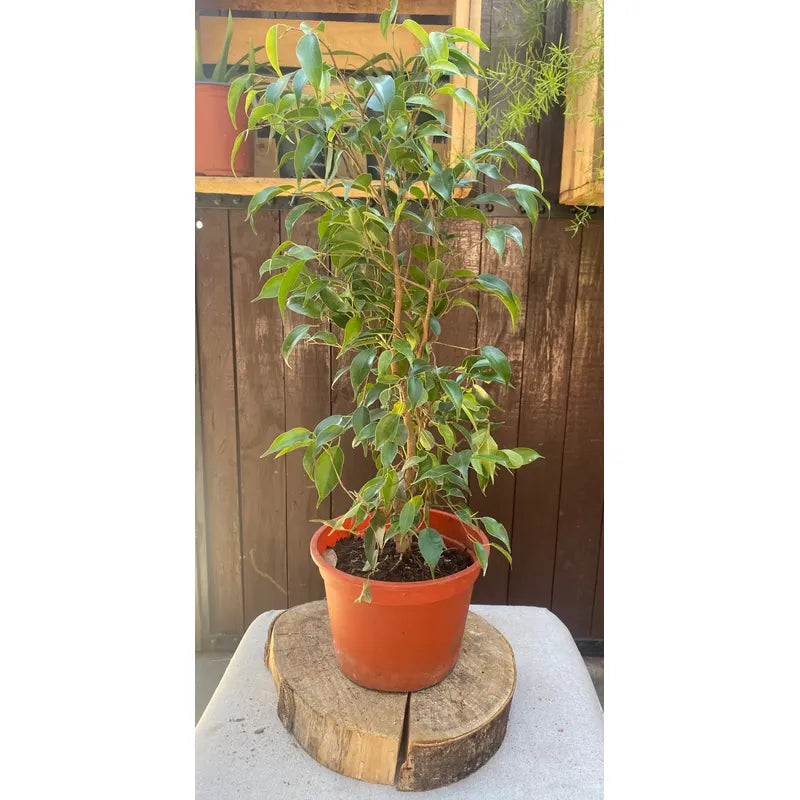 Ficus Mini Twilly Verde / Ficus Enano